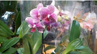 Phalaenopsis Orchids Watering Lighting and Fertilizing [upl. by Plante]