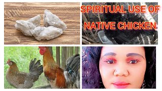 Spiritual Use And Benefit Of Native Chicken And Thank Me Later 🐔🐔🐔 [upl. by Nereus]