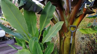 436 Ensete Ventricosum Maurelli  Wykopki 8112020 [upl. by Dilahk614]