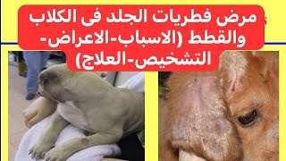 مرض فطريات الجلد فى الكلاب والقطط Ringworm Dermatophytosis in Dogs and Cats [upl. by Balling632]