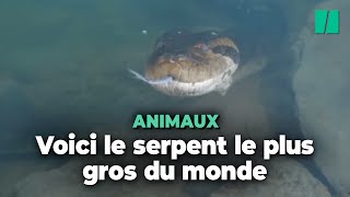 En Amazonie il y a une nouvelle espèce d’anacondas mais ils ne sont pas moins effrayants [upl. by Rebecca]