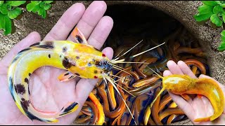 Catching Strange Tiny Ornamental Panda Catfish Surgeonfish Neon fish Pufferfish Koi Fish [upl. by Aneem]