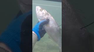 Spearfishing a BEAUTIFUL Bluefish Shad in South Africa Eastern Cape fishing [upl. by Ahsinac289]