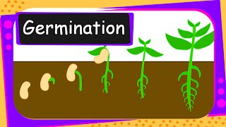 Science  Germination Of Seed  English [upl. by Pantheas]