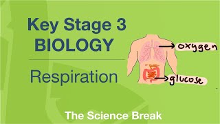 Key Stage 3 Science Biology  Respiration [upl. by Kepner]