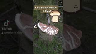 Kann man Steinpilze züchten So vermehrst Du Steinpilze im Wald [upl. by Aeet]