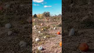 Farm Field Trip Endless View Farm pumpkin patch [upl. by Emmi310]