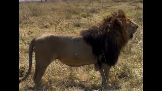 Wild Lion with Most Impressive Mane  Lake Quintet Male  Ngorongoro Crater  19 September 2024 [upl. by Beauchamp259]