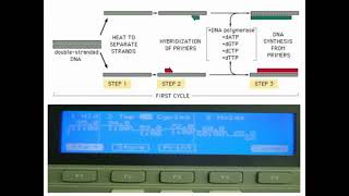 Procedures of PCR Amplifications [upl. by Petty689]