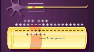 Action potential propagation in an unmyelinated axon [upl. by Aehtna]