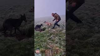 dog 😱😯hunting animals puppy rabbiting fieldsports lurcher subscribe [upl. by Silisav247]