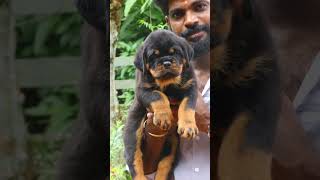 🔥son of 👑 KING 👑 35 puppy puppylove puppiesofinstagram puppylife puppies pet rottweiler [upl. by Justen]