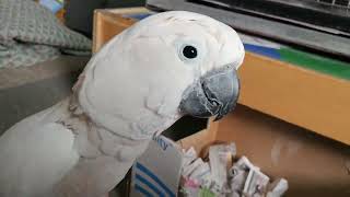 Cockatoo  Quiet To Screaming 😱 [upl. by Mossberg364]