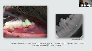 Dental Radiology Tooth Resorptions in Dogs [upl. by Sirred]