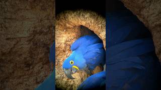 Hyacinth Macaws at Aymara lodge  Pantanal Tour by Biodiverse Brazil jul24 [upl. by Hahseram944]