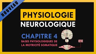 Physiologie Neurologique  Chapitre 4  Bases physiologiques de la motricité somatique [upl. by Heyde]