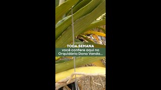 Dicas para Cultivo Toda Semana  Orquidário Dona Vanda [upl. by Addis]