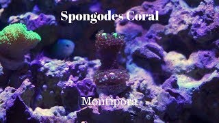 Spongodes Montipora Coral Care [upl. by Aitam]