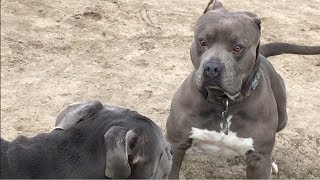 Large American Bully Meets Bandogs [upl. by Emerson]