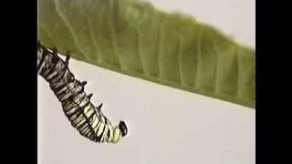 Monarch Butterfly Caterpillar Moulting [upl. by Kara]