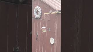 Squirrel🐿attempts to hang upside down for bird feeder squirrel [upl. by Nisbet]