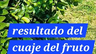 Aquí el resultado de las aplicaciones foliares para el cuaje del fruto de limón persa limónpersa [upl. by Floridia444]