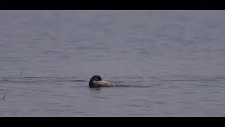 Perkoz zausznik  Blacknecked grebe  Podiceps nigricollis [upl. by Samau]