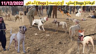 Special Dogs Market  Zabrdast Dogs Mandi  Bully Dog Attack on Kohati gultair  Pk Animals [upl. by Akenet]