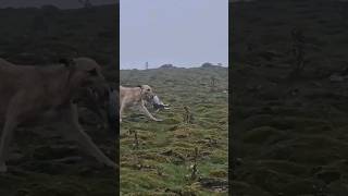 ferreting rabbiting hunting catchdog sukithesaluki rabbitexpress [upl. by Ahsekin256]