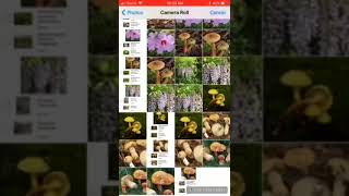 How to identify Boletus subcaerulescens or Almost Bluing King Bolete with PlantSnap [upl. by Senalda689]