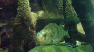 Fully grown Perch and Pike in a tank  Flussbarsch und Hechtbecken  Aquazoo 2348 [upl. by Fraya]