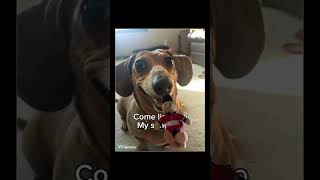 The wiener dog song wiener dog dachshund funny cute memes [upl. by Nnylrahc]