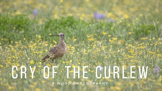 Long billed Curlew Numenius americanus  aka Longbill Sandpiper  Sicklebird  Candlestick Bird [upl. by Lipscomb]