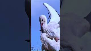 storks Birds love birds wildlife storks love trend [upl. by Junia]