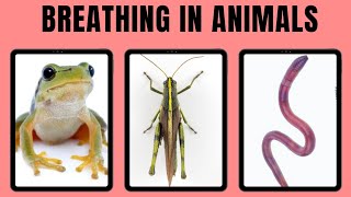 How do different animals breathebreathing organs in different animals  respiration in animals [upl. by Annahpos]