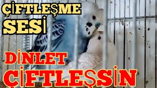 ÇİFTLEŞME SESİ DİNLET ÇİFTLEŞSİN muhabbet kuşu kızıştırma sesi muhabbet kuşu sesi budgies [upl. by Htevi587]