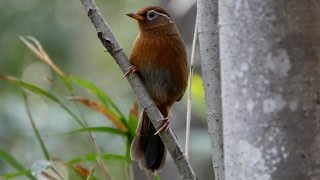 小宮公園のガビチョウ その２（4K動画） [upl. by Konyn]