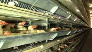 Midwest Poultry Services Egg Farm Hen House [upl. by Kendry]