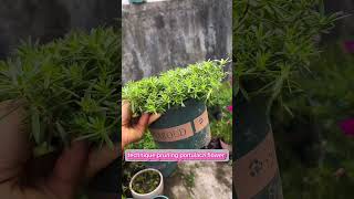 Technique pruning portulaca flower grow up so beautiful bonsai shortvideo portulaca garden [upl. by Efram]