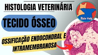 Ossificação Endocondral e Intramembranosa  Histologia veterinária [upl. by Eiramnerual]