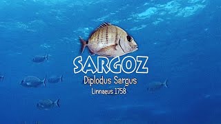 SARGOZ  Diplodus sargus Linnaeus 1758 by SAKİUĞURLU [upl. by Aehs]