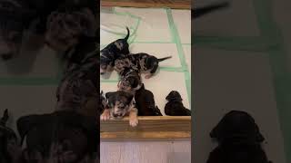 Merle Pocket Bully Litter The Legend Of All Bulldogs Has ABKC Puppies For Sale [upl. by Nossyla]