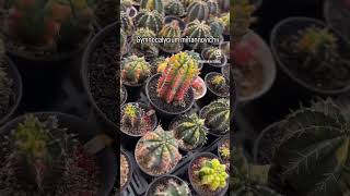 Gymnocalycium mihanovichii [upl. by Ankeny594]