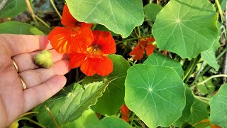 How to care Nasturtium plantA medicinal flowering plantbeautiful natural gardening [upl. by Peggy]