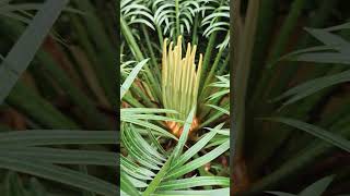 Cycas flower plants cycas short video [upl. by Oswin]