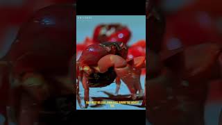 The red crab  universeofmusic animals documentary animalworldlife [upl. by Oremor]