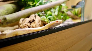 NEW CORN SNAKE SETUPS [upl. by Perice]