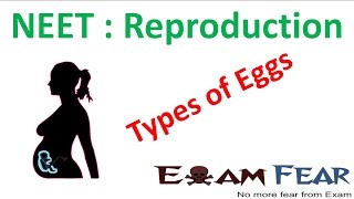 NEET Biology Reproduction  Types of Eggs Homolecithal Telolecithal Centrolecithal [upl. by Gleason]