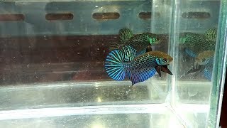 Wild Betta Fish Collection [upl. by Asilanom]