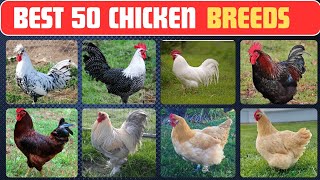 The Amazing Chicken Breeds of the World [upl. by Carmen410]